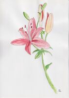 gallery image thumbnail
